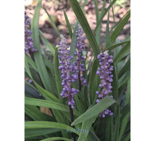 Ліріопе мускаревидне (Liriope muscari)